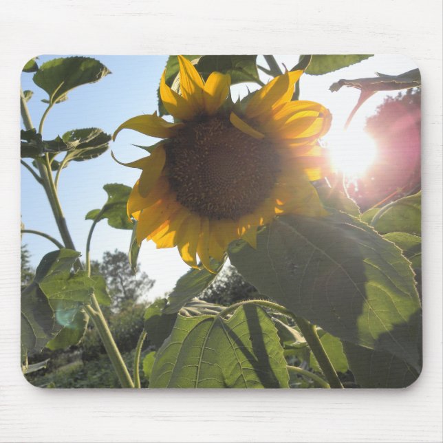 Sunflower Down Mouse Pad (Front)