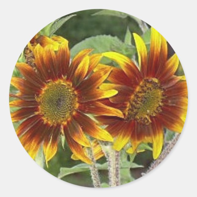 SunFlower Duo Stickers (Front)
