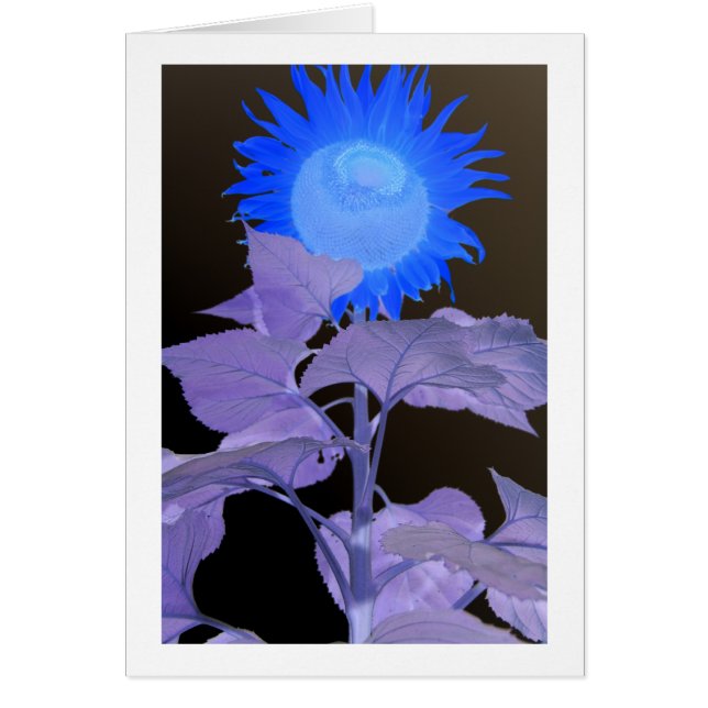 Sunflower Effect (Front)