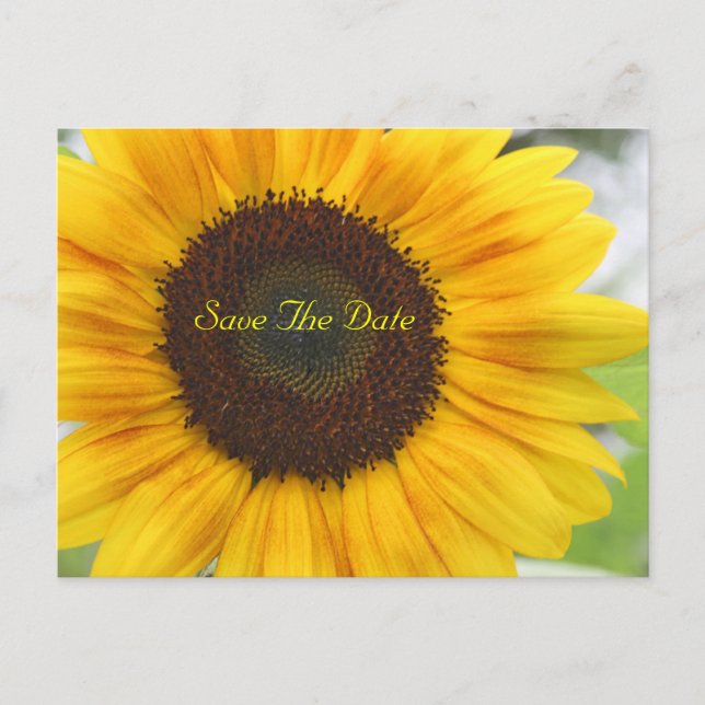 Sunflower Enregistrer la date Carte postale (Devant)