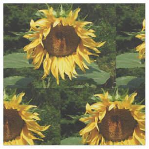 Sunflower Fabric