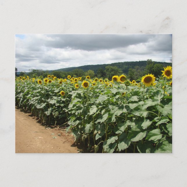 Sunflower Farm New Jersey Postcard (Front)