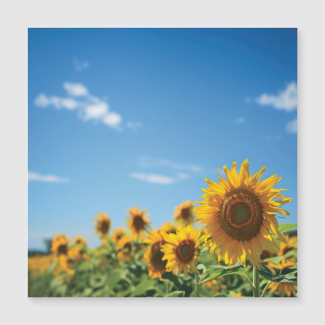 Sunflower field  (Front)
