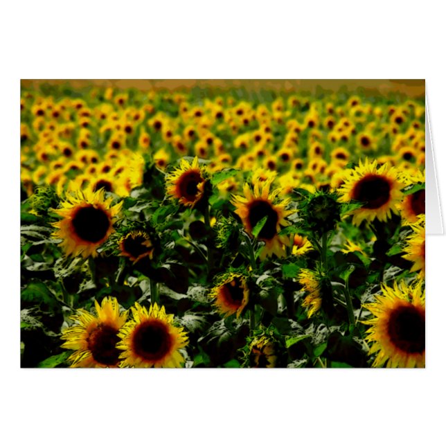 Sunflower field (Front Horizontal)