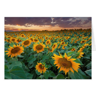 Sunflower Field à Longmont, Colorado