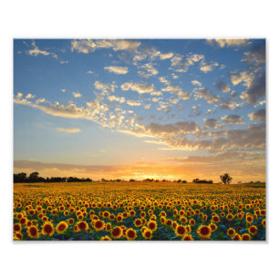 Sunflower Field at Sunset Photo Print