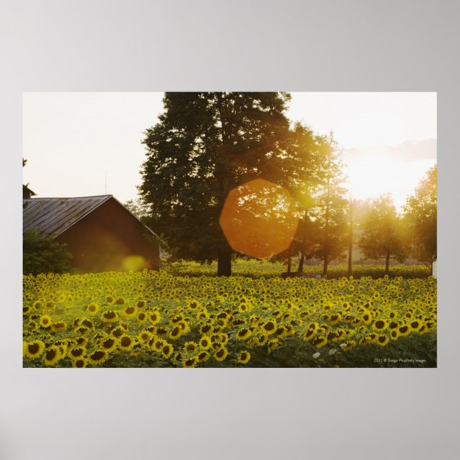 Sunflower Field At Sunset With A Barn Poster (Front)