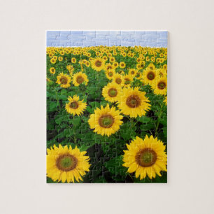 SUNFLOWER FIELD & BLUE SKY 8X10 JIGSAW PUZZLE