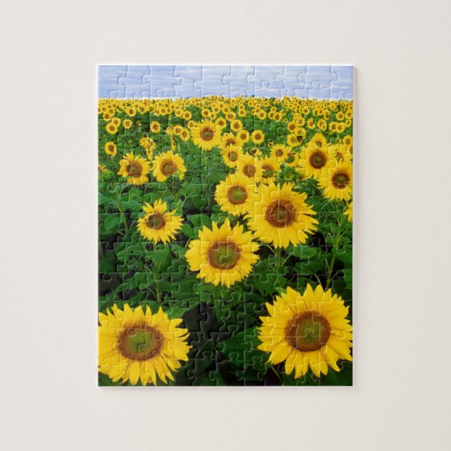 SUNFLOWER FIELD & BLUE SKY 8X10 JIGSAW PUZZLE (Vertical)