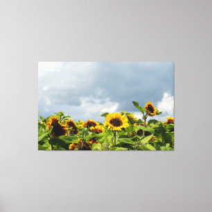 Sunflower Field Canvas Print