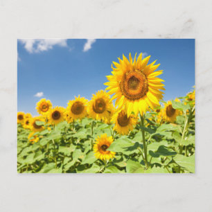 Sunflower field Carte postale