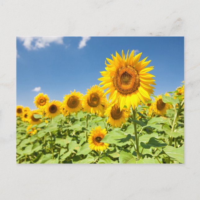 Sunflower field Carte postale (Devant)