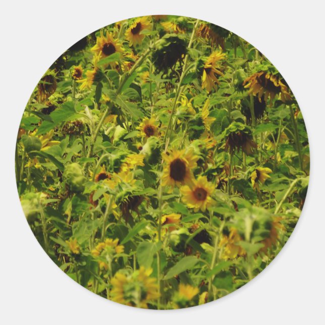Sunflower field classic round sticker (Front)