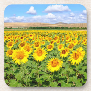 Sunflower field coaster