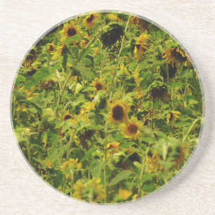 Sunflower field coaster