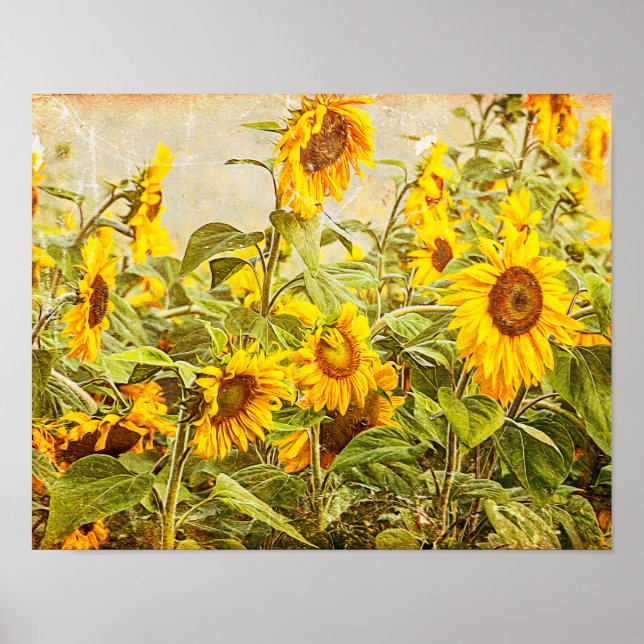 Sunflower Field Decoupage Yellow Vintage Antique Poster (Front)