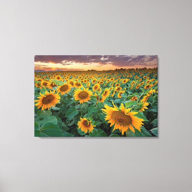 Sunflower Field in Longmont, Colorado Canvas Print (Front)