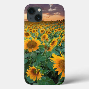 Sunflower Field in Longmont, Colorado iPhone 13 Case