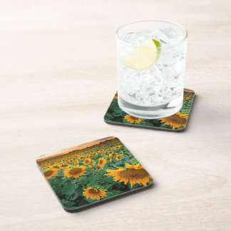 Sunflower Field in Longmont, Colorado Coaster