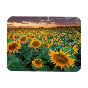 Sunflower Field in Longmont, Colorado Magnet
