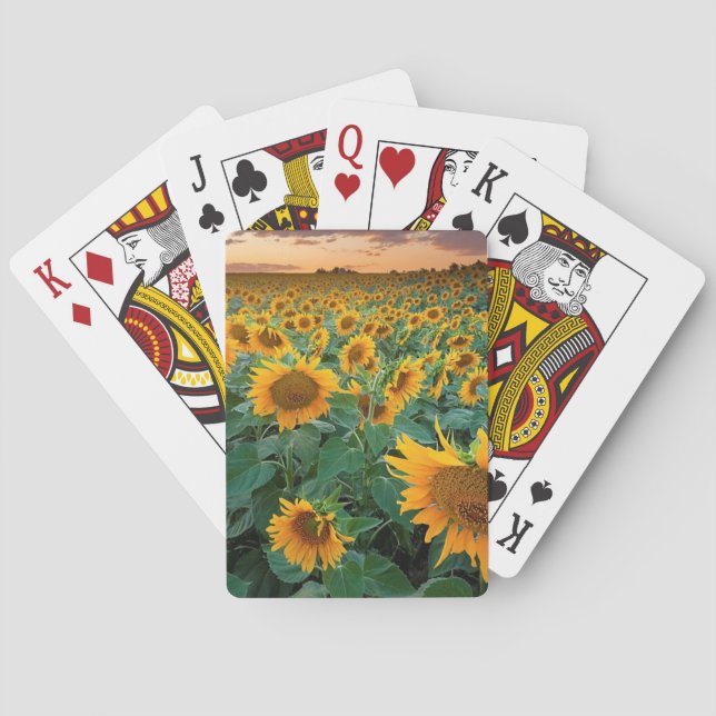 Sunflower Field in Longmont, Colorado Playing Cards (Back)