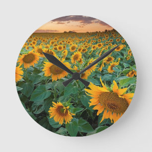 Sunflower Field in Longmont, Colorado Round Clock
