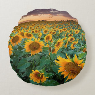Sunflower Field in Longmont, Colorado Round Pillow