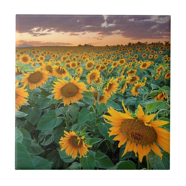 Sunflower Field in Longmont, Colorado Tile (Front)