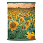 Sunflower Field in Longmont, Colorado