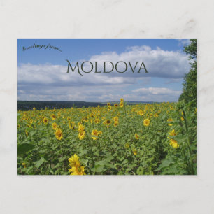 Sunflower Field in Moldova Postcard