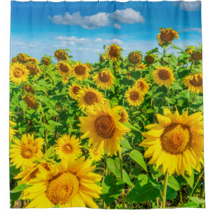 Sunflower field in summer sunny day. Picturesque l