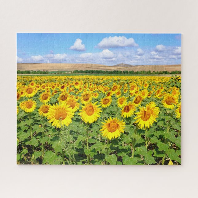 Sunflower field jigsaw puzzle (Horizontal)