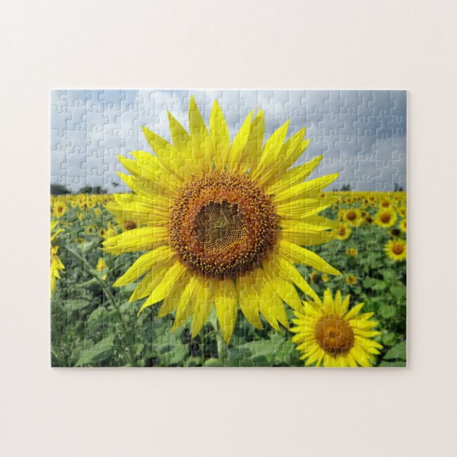 Sunflower Field Jigsaw Puzzle (Horizontal)