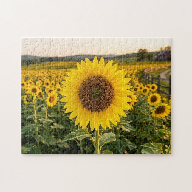 Sunflower Field Jigsaw Puzzle (Horizontal)