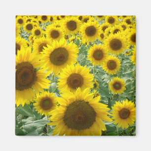 Sunflower Field Magnet