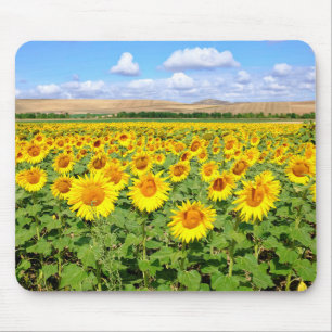 Sunflower field mouse pad