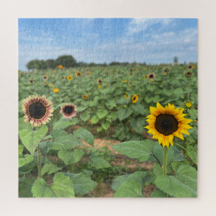 Sunflower Field Nature Photograph Jigsaw Puzzle