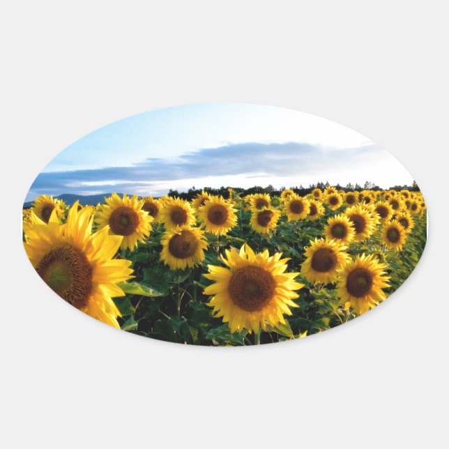 Sunflower Field Oval Sticker (Front)
