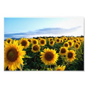 Sunflower Field Photo Print