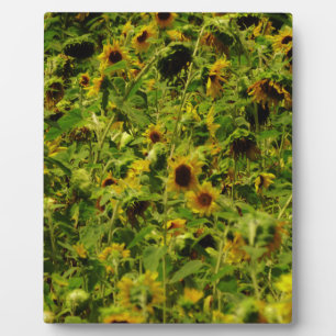 Sunflower field plaque