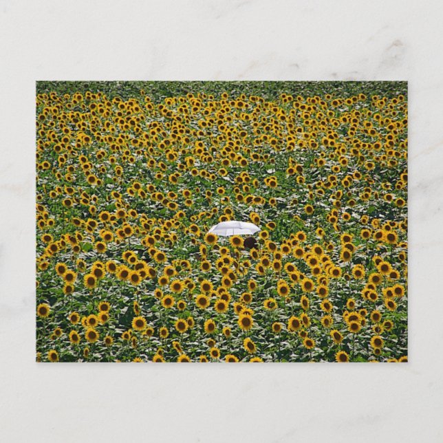 Sunflower Field Postcard (Front)