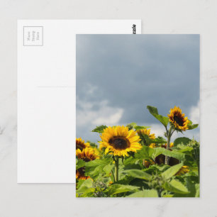 Sunflower Field Postcard