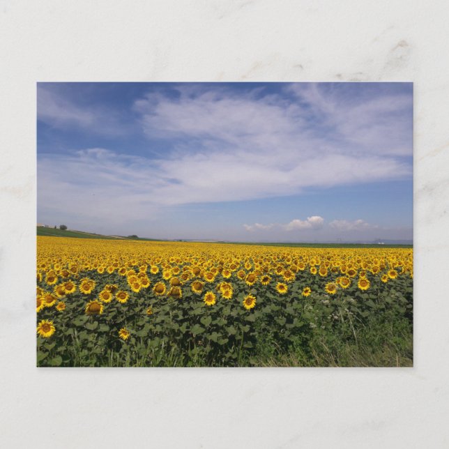 Sunflower Field Postcard (Front)
