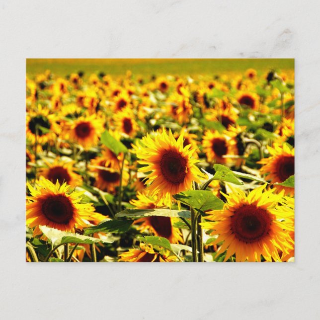 sunflower field postcard (Front)