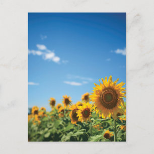 Sunflower field  postcard