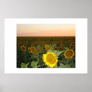 Sunflower Field Poster