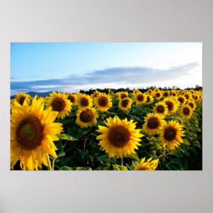 Sunflower Field Poster