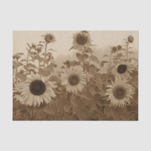 Sunflower Field Sepia Vintage Art Tissue Paper