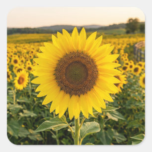 Sunflower Field Square Sticker