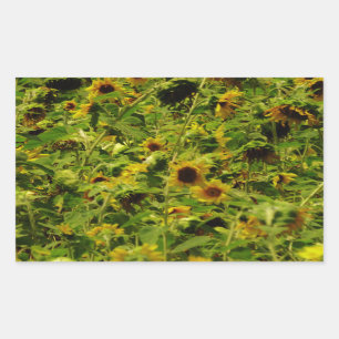 Sunflower field sticker